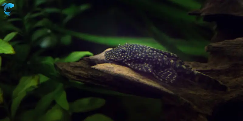 bristlenose pleco