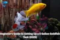 5 Gallon Tank Goldfish Setup: Beginner’s Guide (2025)
