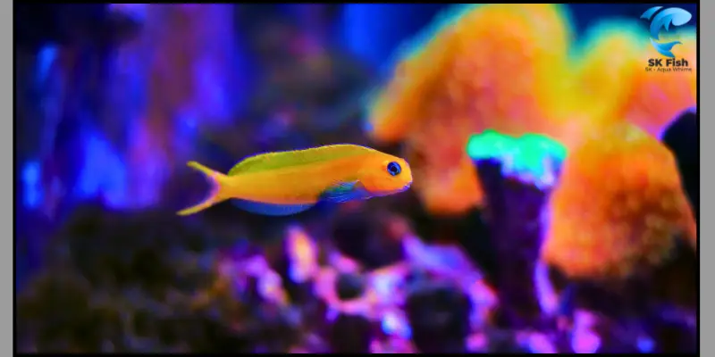 canary blenny