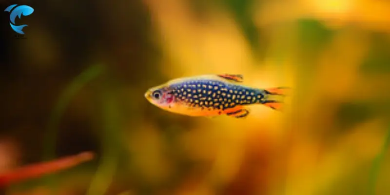 celestial pearl danios