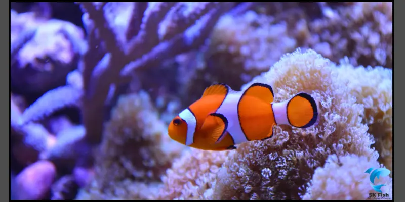 clown fish