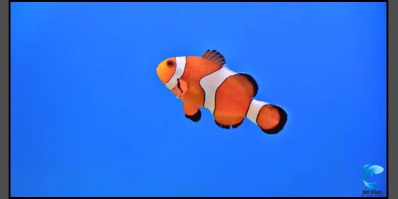 clownfish