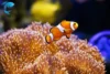 Ocellaris Clownfish Care Guide: Top Tips for 2025 - Post Thumbnail