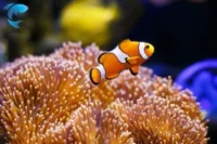 Ocellaris Clownfish Care Guide: Top Tips for 2025