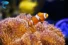 Ocellaris Clownfish Care Guide: Top Tips for 2025