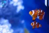 30 Types of Clownfish: Which Species Best Suits Your Tank? - Post Thumbnail