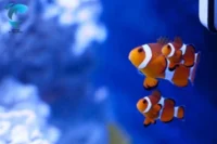 30 Types of Clownfish: Which Species Best Suits Your Tank?