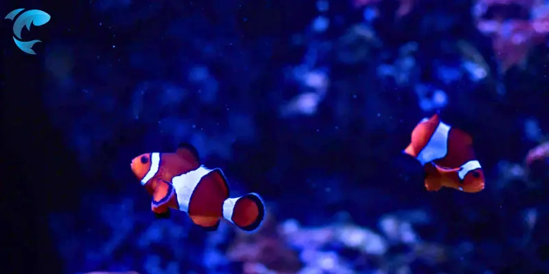 clownfish