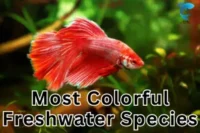 Beginner’s Guide to 10 Most Colorful Freshwater Fish