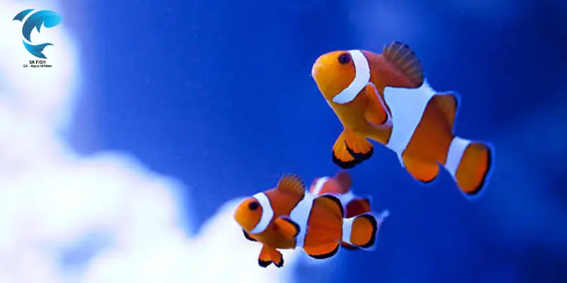 colorful ocellaris clownfish