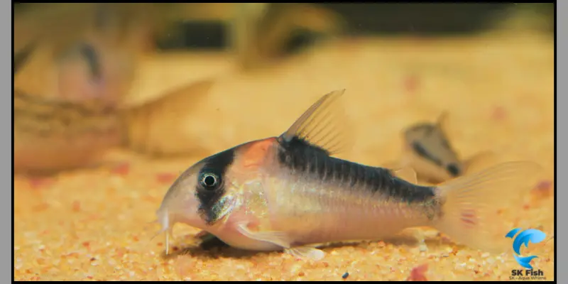 corydoras hastatus