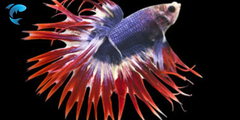 crowntail betta