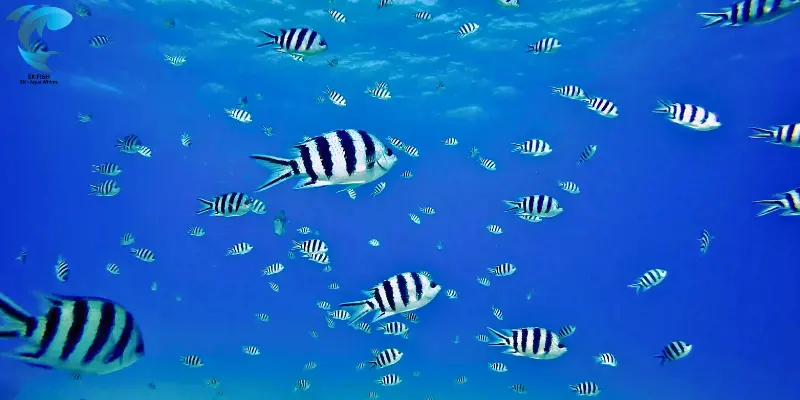 damselfish