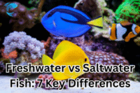 The 7 Major Differences Between Freshwater fish and Saltwater Fish