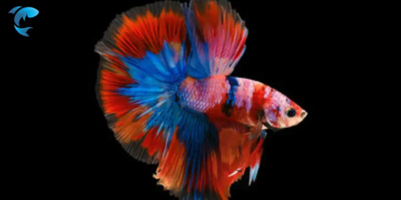 double tail betta