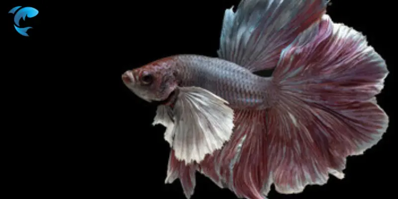 dragon scale betta