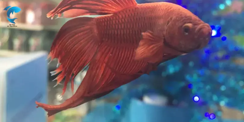 easiest fish to take care of