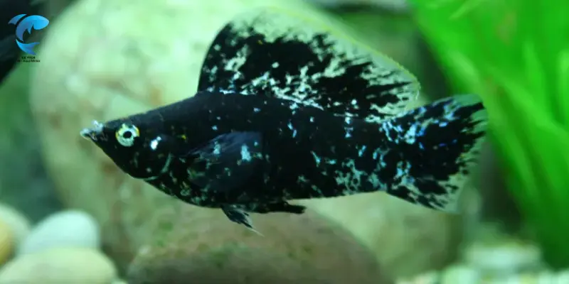 easy fish for beginners