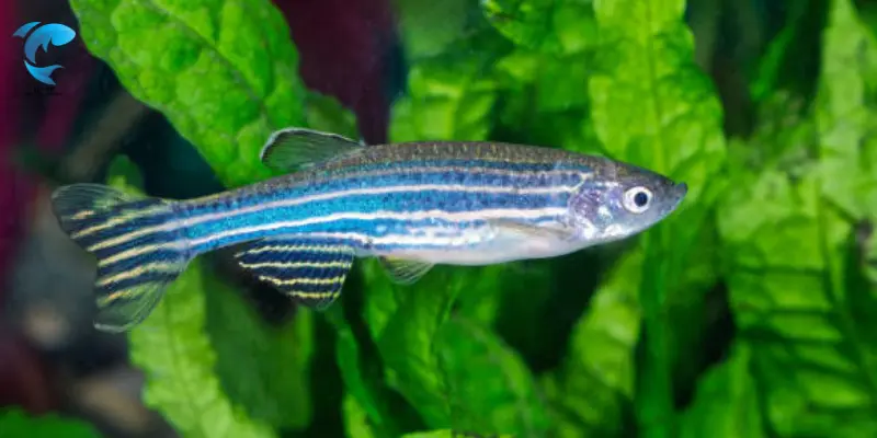 easy fish to keep alive
