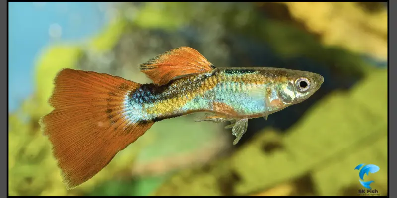 endler fish