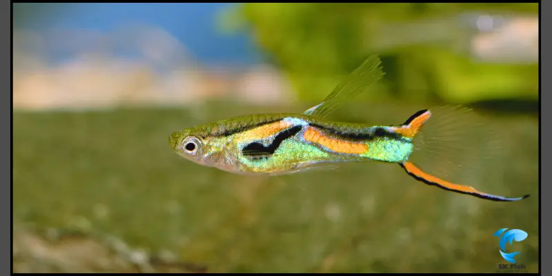 endler guppy