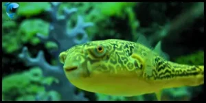 fahaka pufferfish