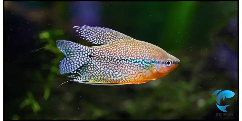 female gourami