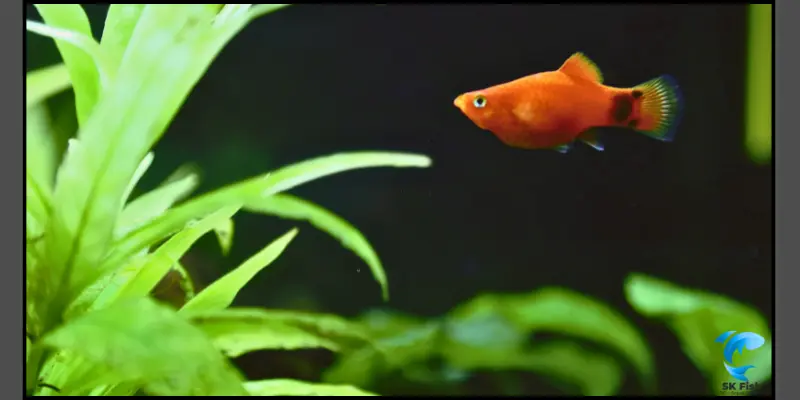 fish platy