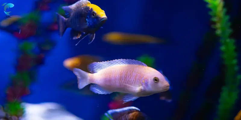 fish tank setup
