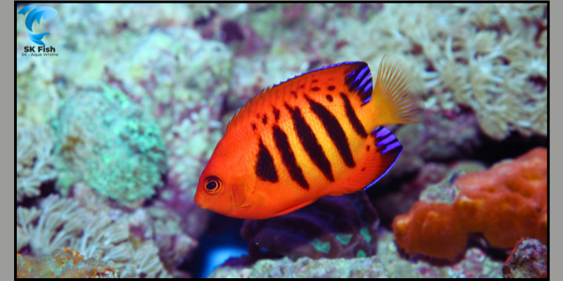 flame angelfish