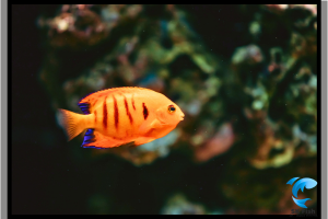 Amazing Facts About Flaming Angelfish – Aquarium Care Guide