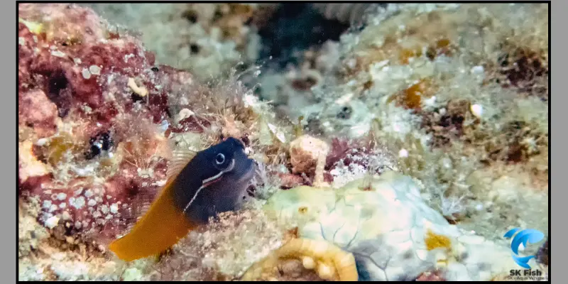 flametail blenny