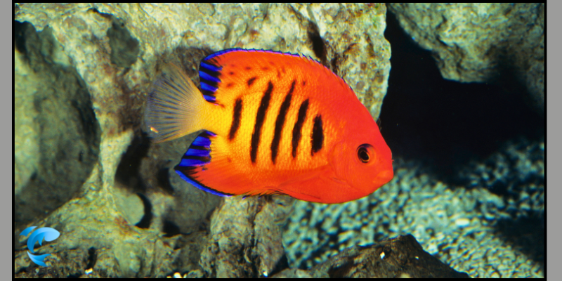 flaming angel fish
