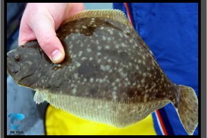 Fluke Fish Untold Secrets and Facts You Need to Know