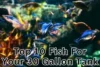 Top 10 Freshwater Fish for a 30 Gallon Aquarium (2025) - Post Thumbnail