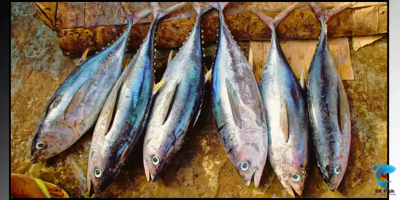 frigate mackerel