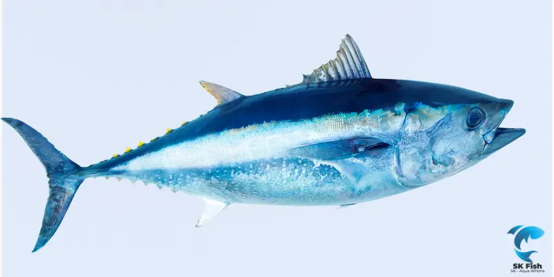 frigate tuna