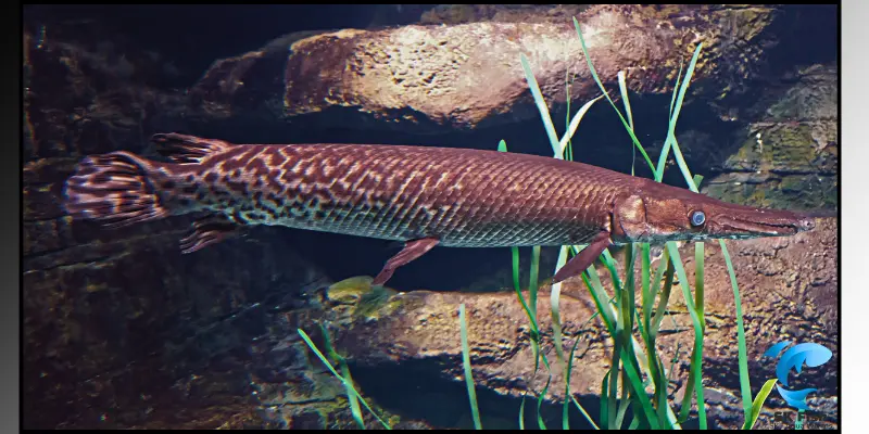 gar fish