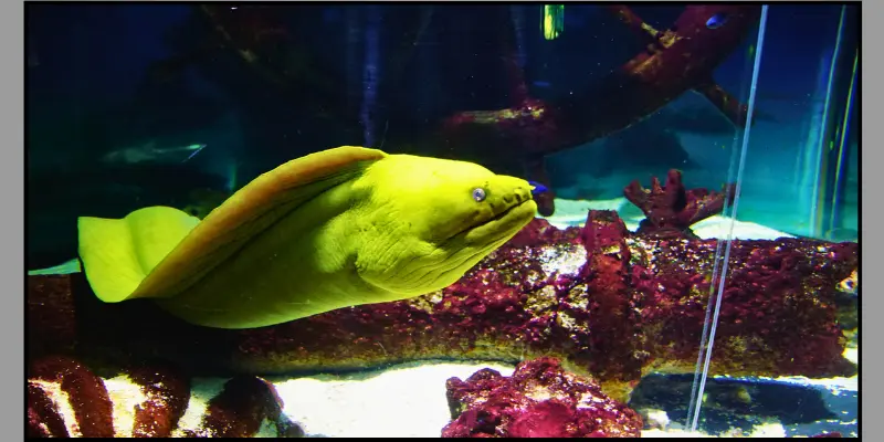 green wolf eel