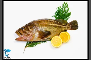 Rockfish Recipes | Easy & Simple 30 min Delicious Recipes