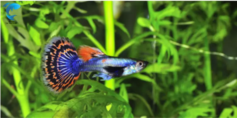 guppies