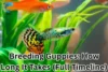 Discover the Truth: How Long Does It Take for Guppies to Breed? [Expert Tips Inside] - Post Thumbnail