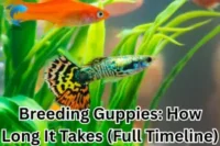 Discover the Truth: How Long Does It Take for Guppies to Breed? [Expert Tips Inside]