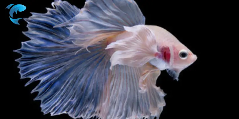 halfmoon betta