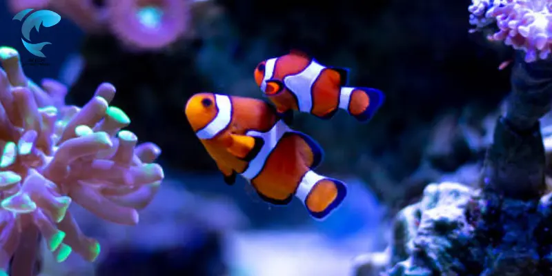 healthy ocellaris clownfish