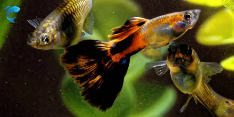 how long does it take for guppies to breed