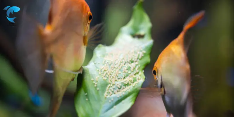 how often does angelfish lay eggs