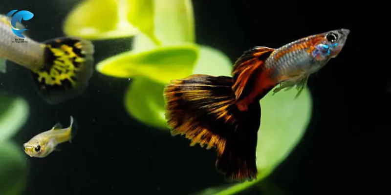 how to breed guppies