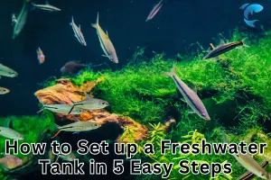 How to Set Up a Freshwater Fish Tank in 5 Easy Steps [No Experience Needed, Avoid Common Pitfalls]