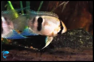 Keyhole Fish | Your Complete Care Guide & Aquarium Companion